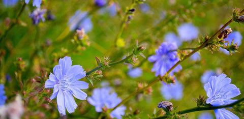 What is Chicory Coffee??