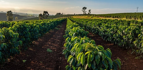 What Is Robusta Coffee? A Deep Dive Into the Bean Behind the “Robusta Renaissance”