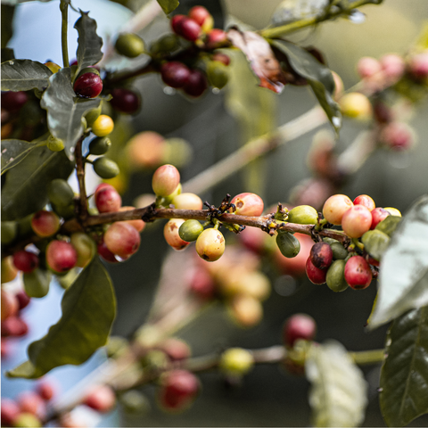 Colombia Paula 20 Brix, Finca Santa Elena