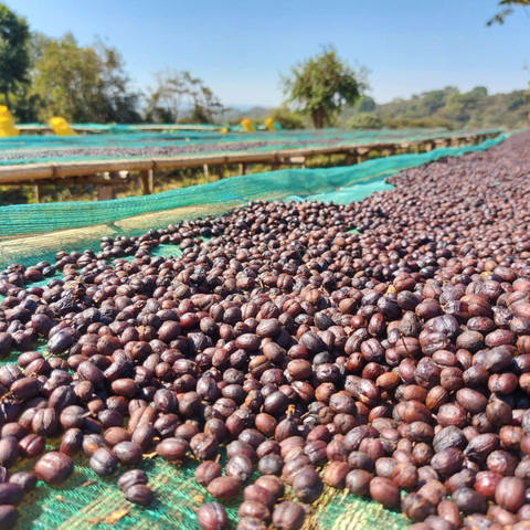 Ethiopia Worka Sakaro Anaerobic Natural, Gedeb
