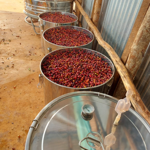 Ethiopia: Gedeb Worka Sakaro G1, Yirgacheffe