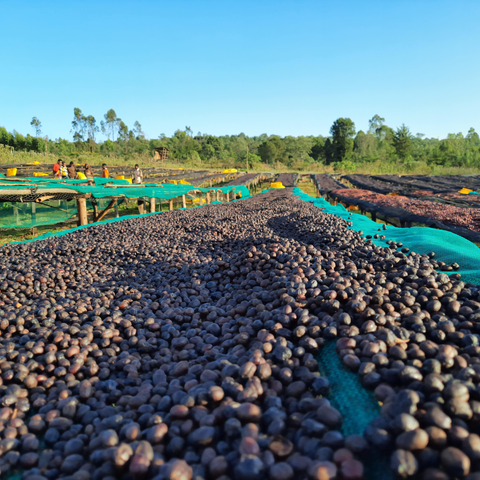 Ethiopia: Gedeb Worka Sakaro G1, Yirgacheffe