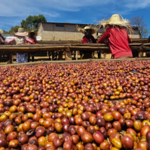 Ethiopia Supernatural Guji, Hambela Benti Nenka