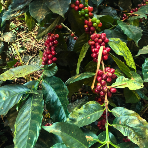 Guatemala La Flor del Cafe Antigua Peaberry